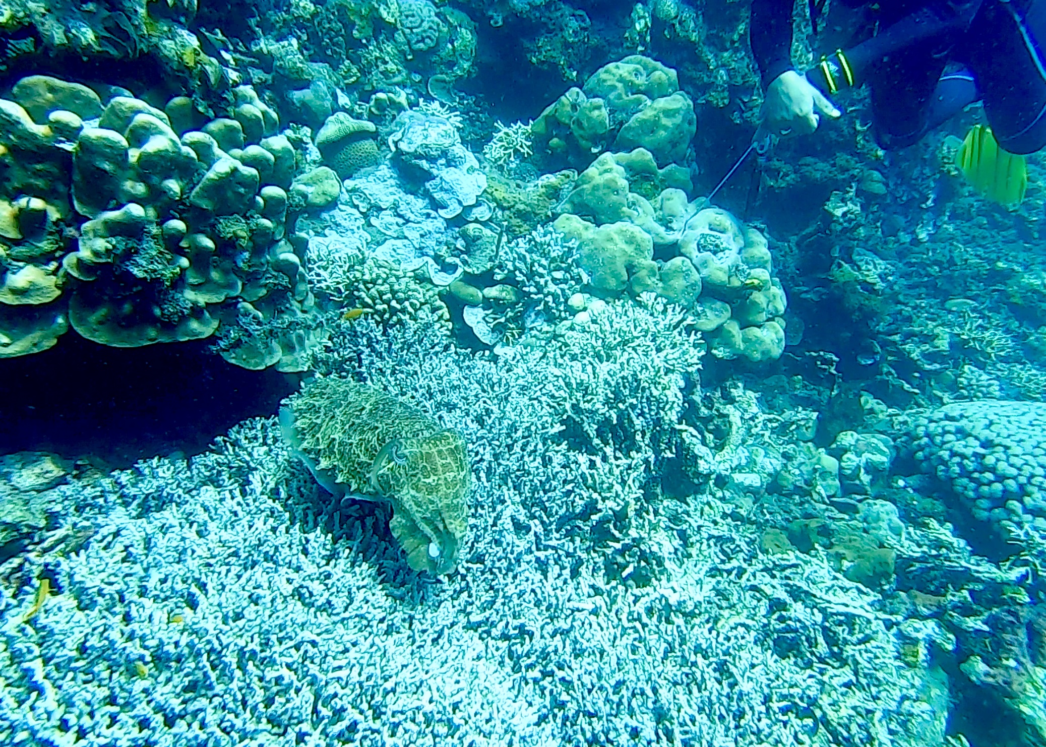 Kima Snorkeling detail 2
