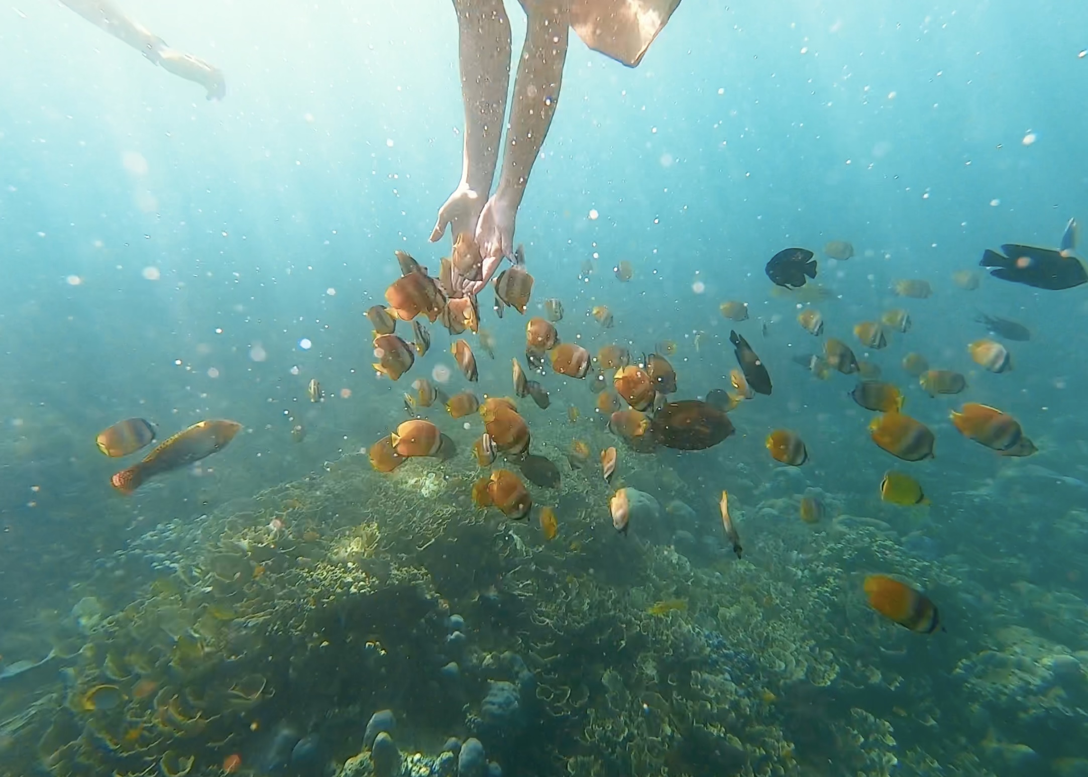 Kima Snorkeling detail 3