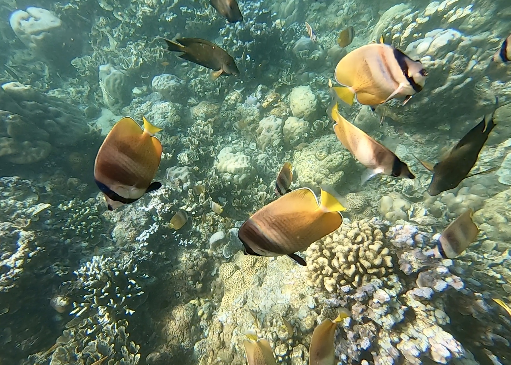 Kima Snorkeling detail 4